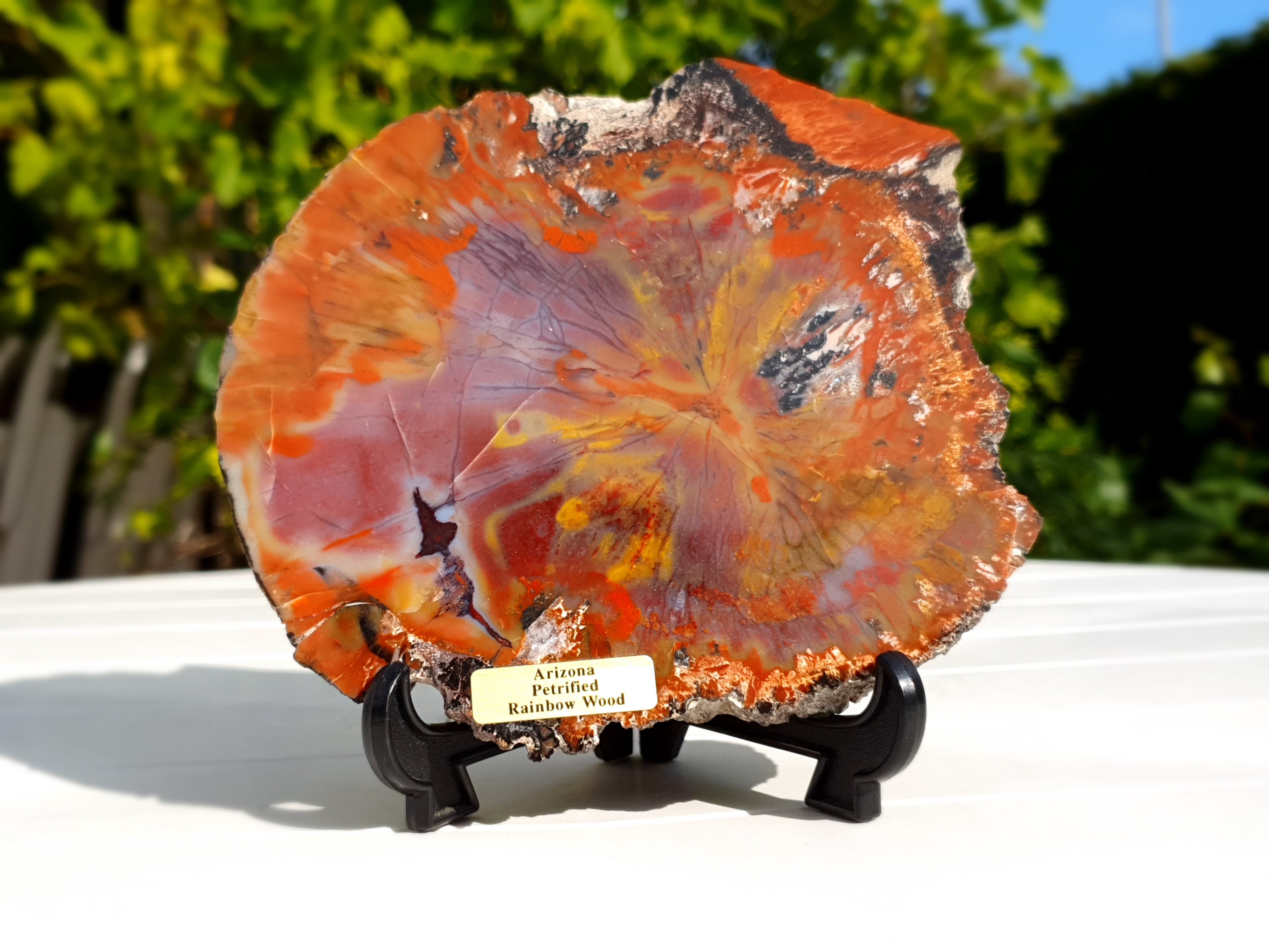 Petrified Arizona rainbow wood