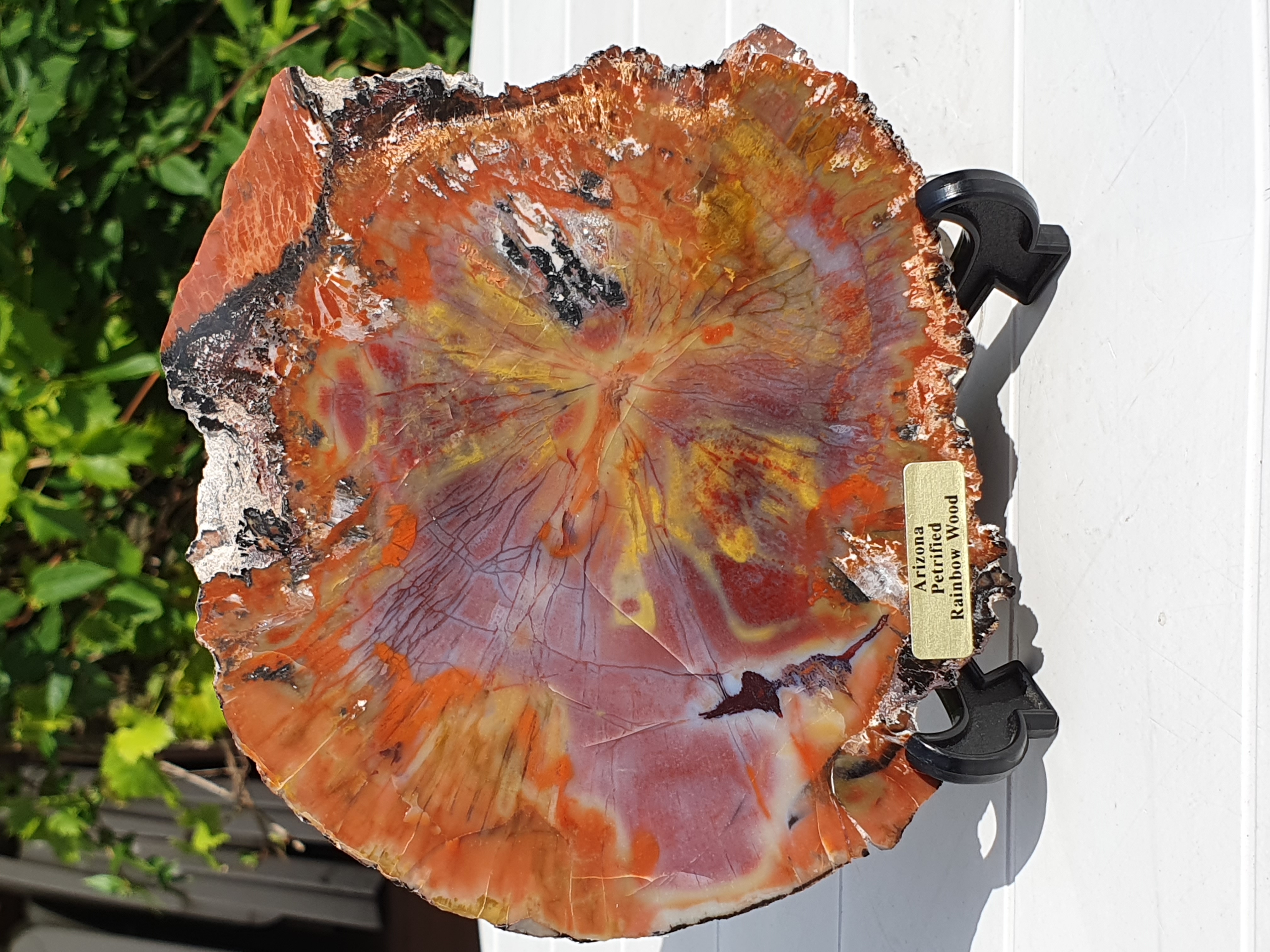 Petrified Arizona rainbow wood