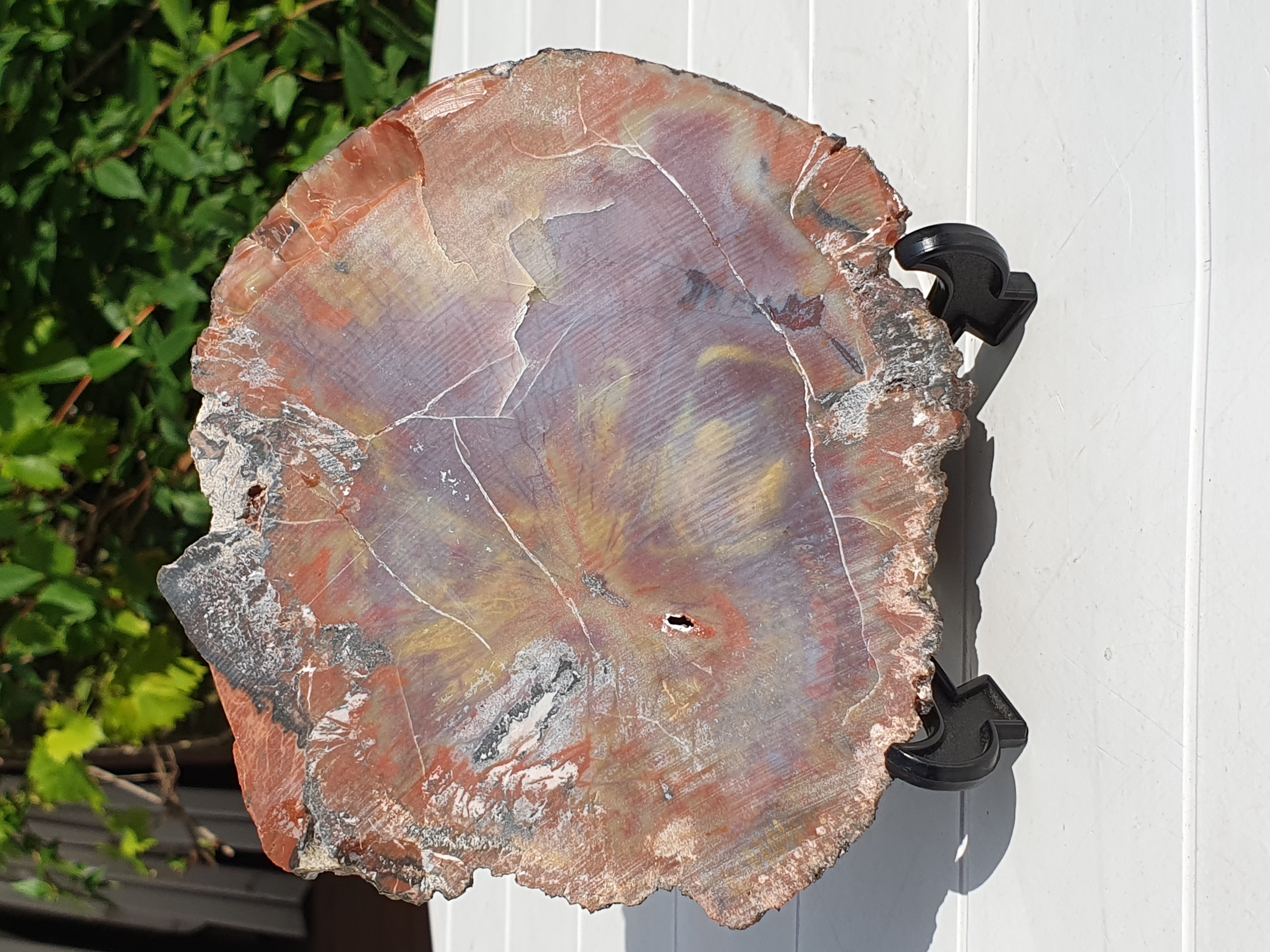 Petrified Arizona rainbow wood